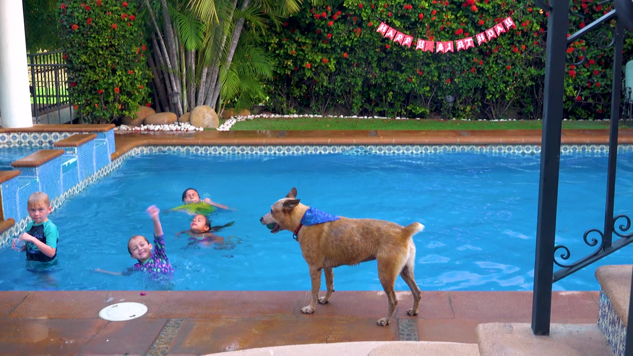 Dog stands beside the pool while children float and tread water.