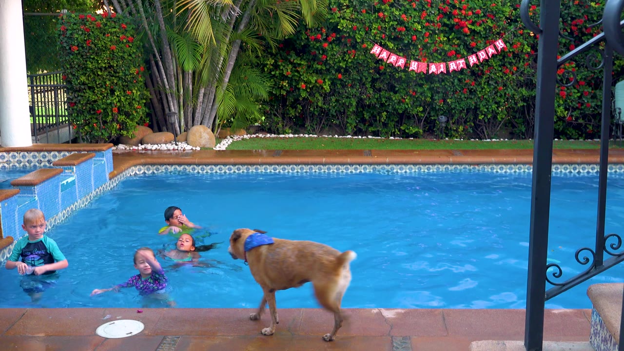 In San Jose del Cabo, the dog stands close to the pool edge facing children in the water, with the blue pool filling most of the frame and greenery behind.