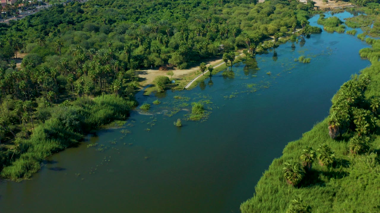 Aerial view in San Jose del Cabo, Mexico showing green-blue river water, floating plants, dense trees, a sandy bank, and no visible people.