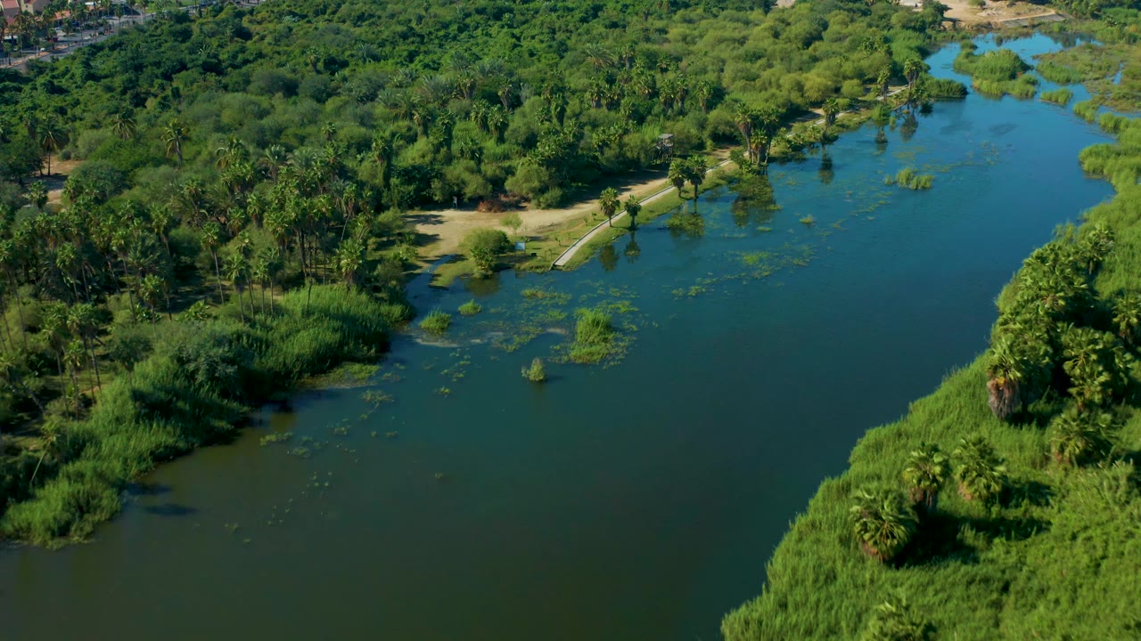 River bend with water plants, palms, and a light shoreline path near the bank.