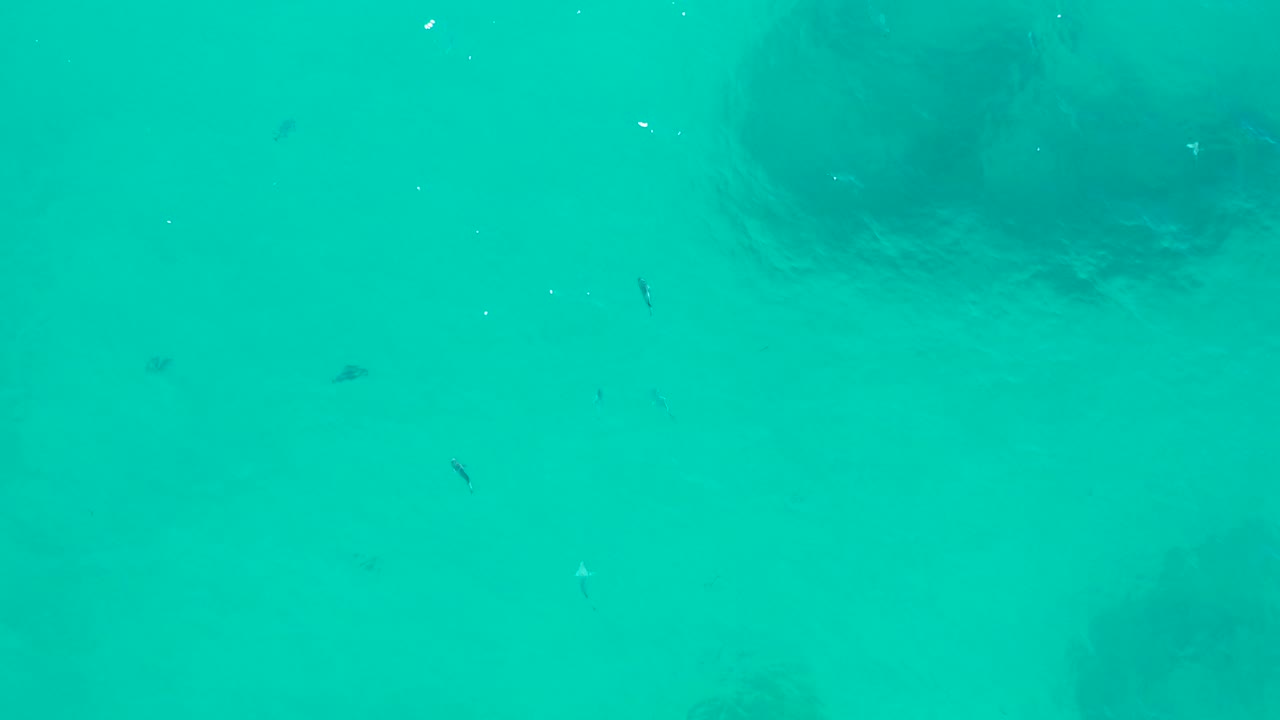 Small fish appear in clear turquoise water over dark submerged rocks in San Jose Del Cabo, with no visible people.
