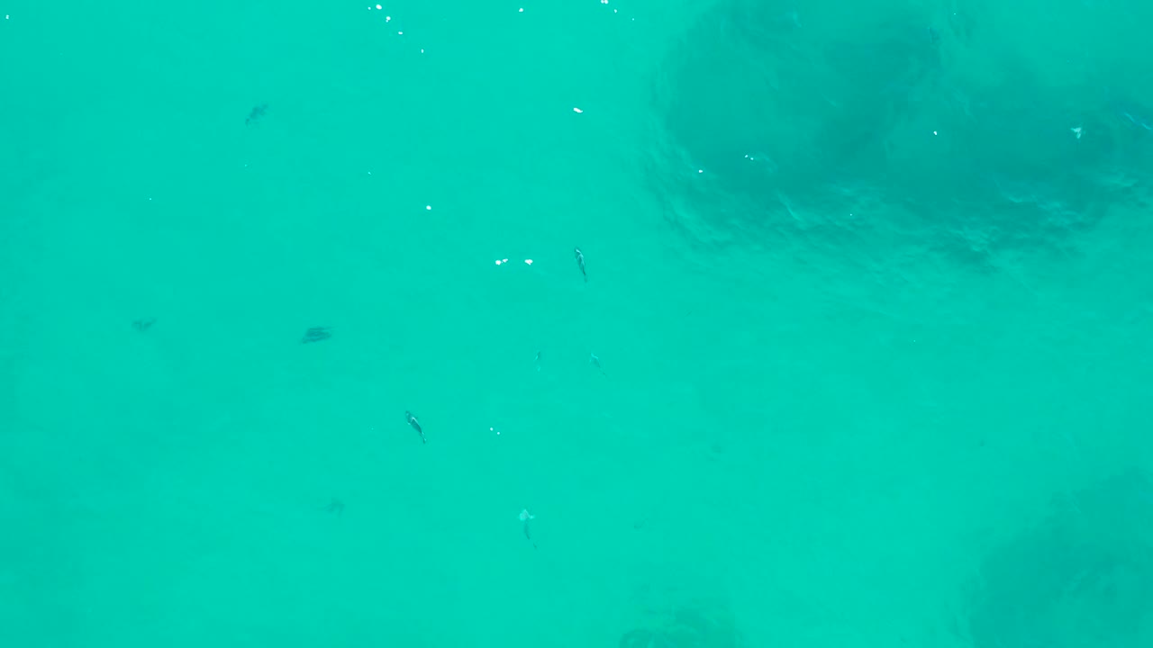 A few small fish move through bright turquoise water in San Jose Del Cabo, with faint darker rock shapes underneath and no visible people.