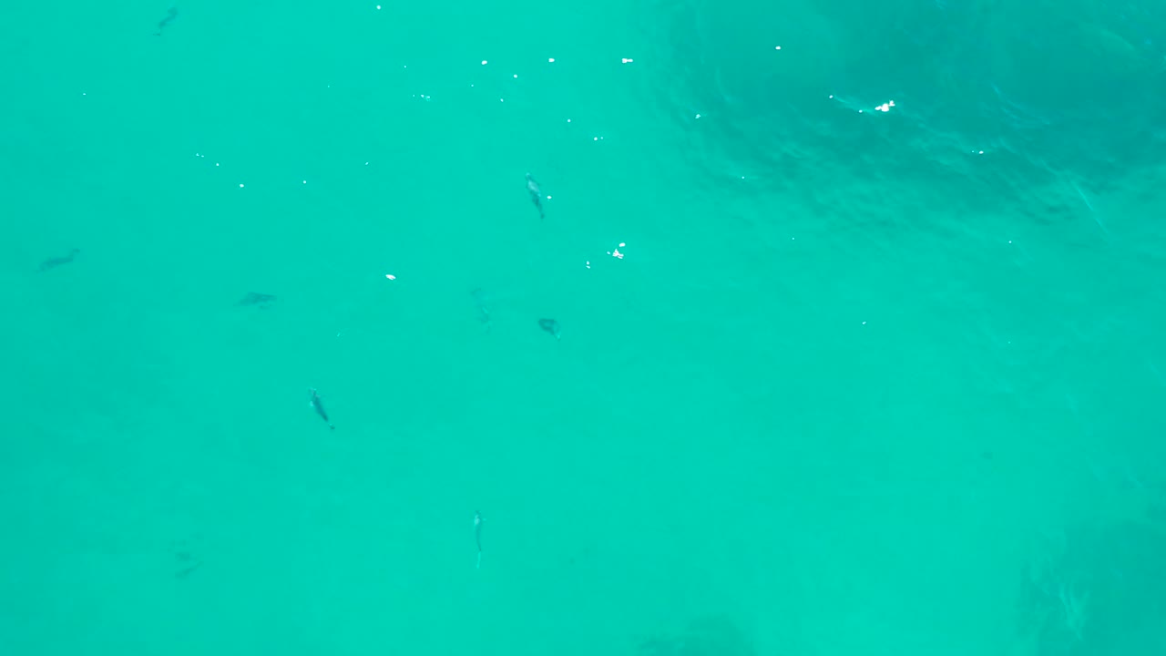 Turquoise ocean water with small fish and dark shapes under the surface.