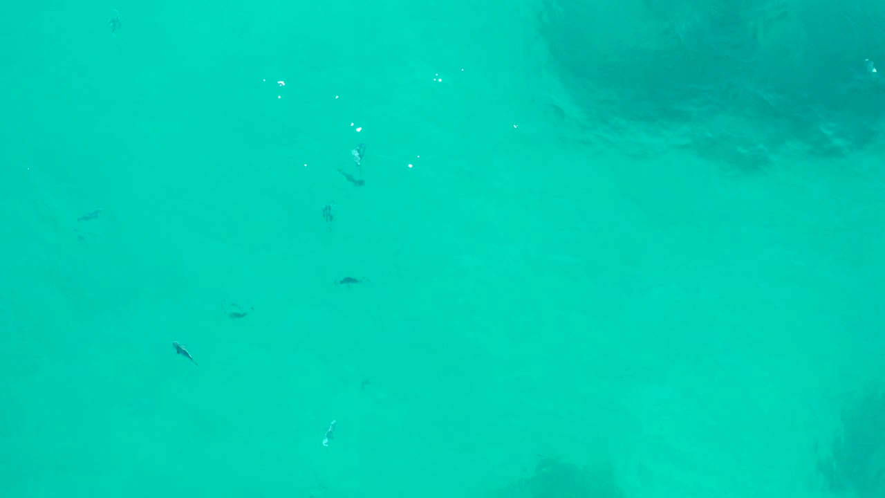 Small fish in turquoise shallow water with dark seabed patches.