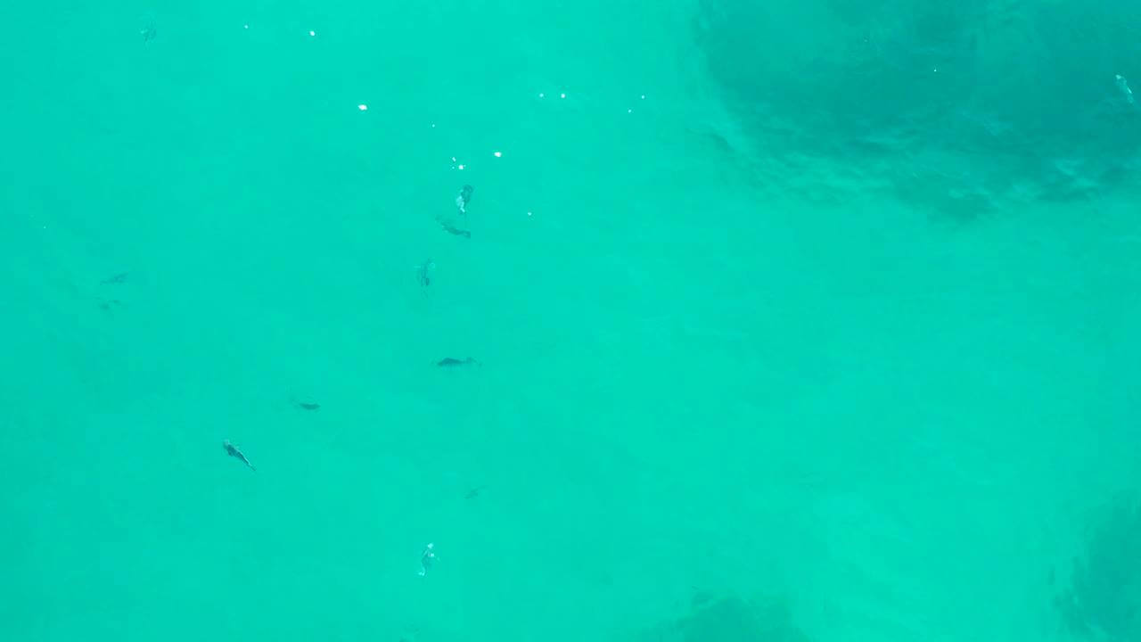 Scattered small fish appear in turquoise shallow water in San Jose del Cabo, with a darker underwater patch near the upper part of the frame and no visible people.