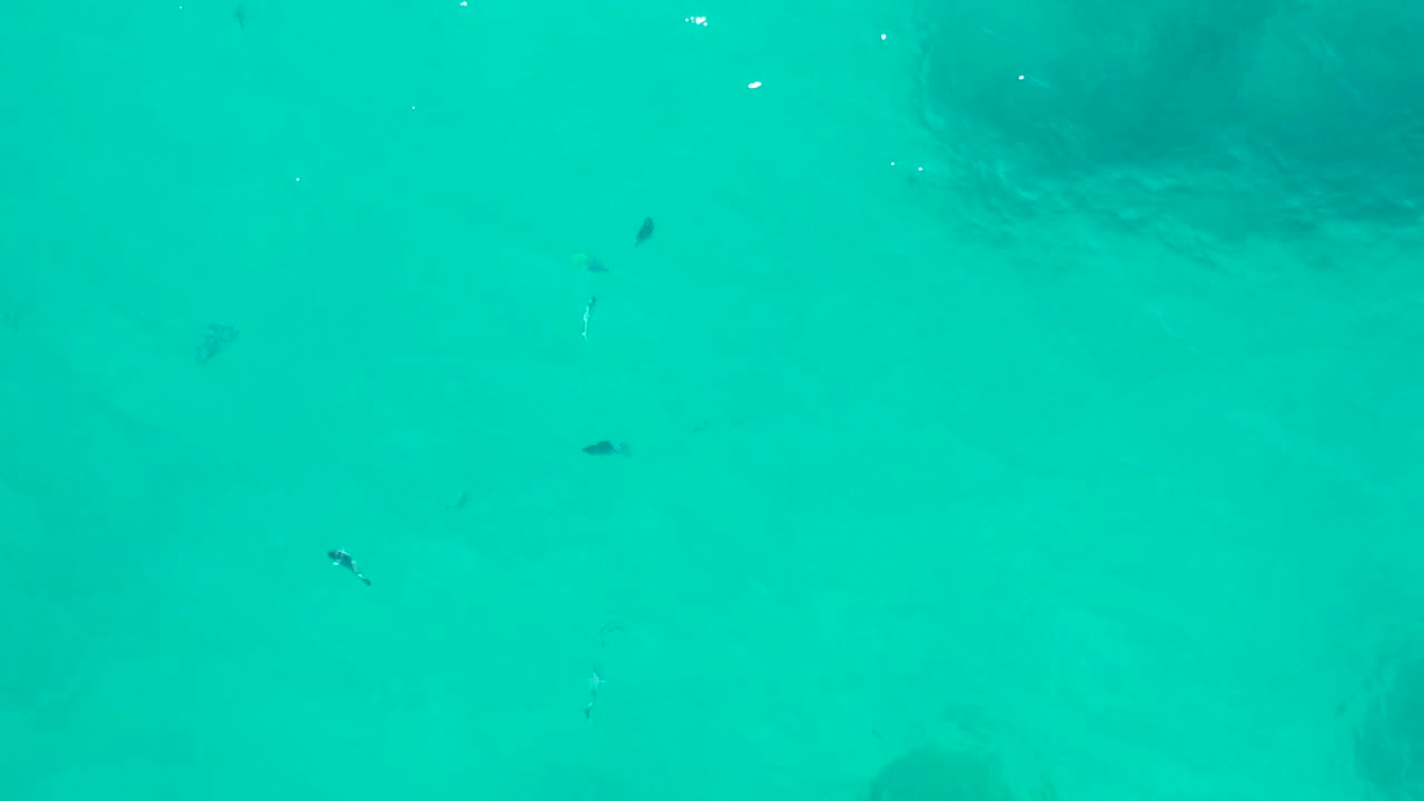 Small dark fish remain visible in clear turquoise shallows in San Jose del Cabo, with soft darker areas under the water and no visible people.