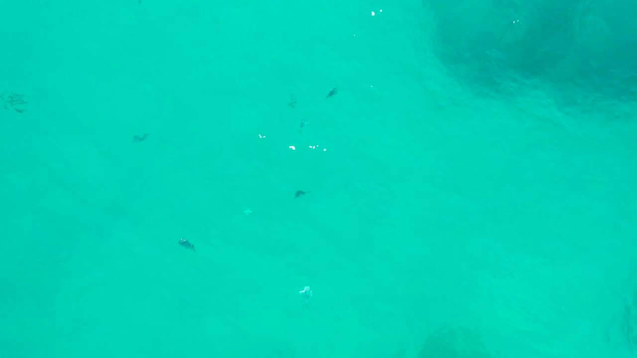 A few small fish cross clear turquoise water in San Jose del Cabo, while darker bottom areas show through the shallow sea and no visible people appear.