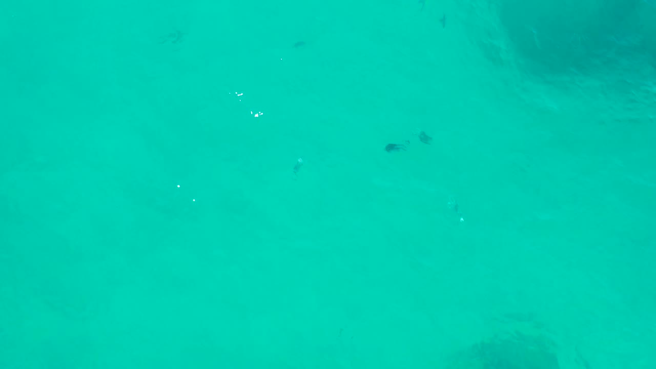 Second frame shows clear blue green water in San Jose Del Cabo, with small fish spaced across the frame, faint darker submerged rock shapes, and no visible people.