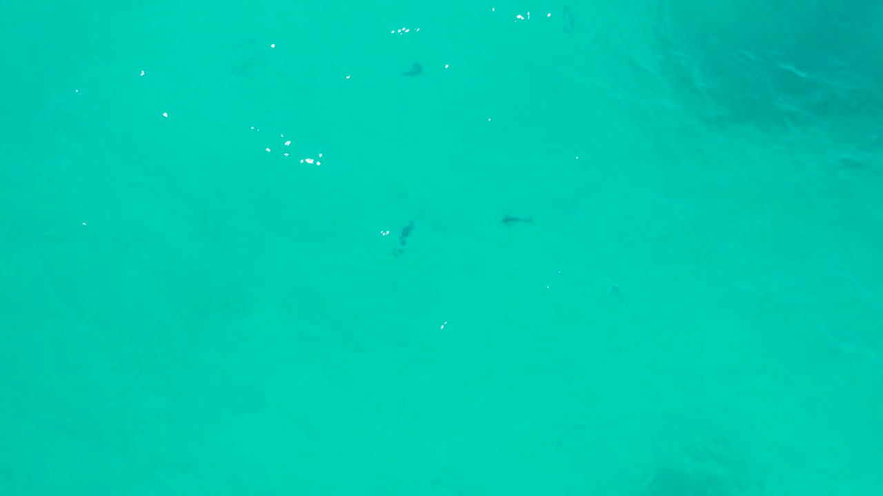 Third frame holds on turquoise shallow sea in San Jose Del Cabo, where tiny fish appear as dark marks below bright surface sparkles and no visible people are present.