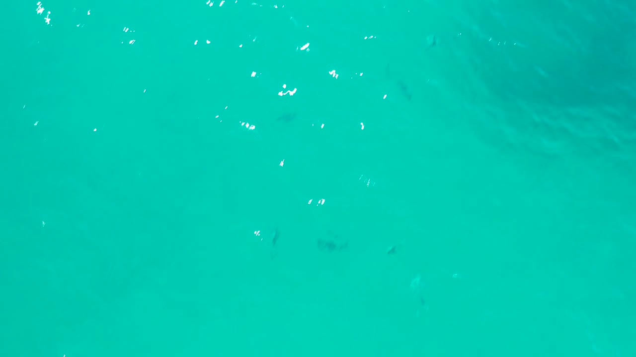 Overhead shallow water view with fish and a darker seabed area.
