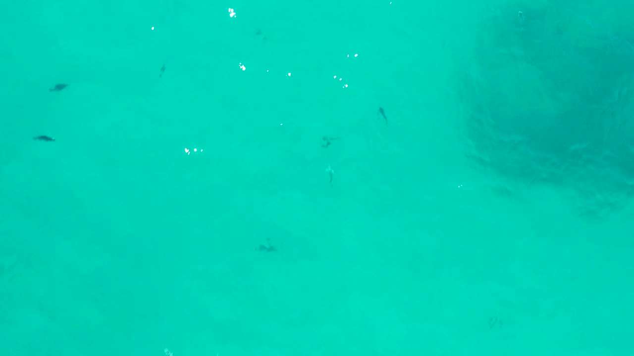 Small dark fish scattered in clear turquoise water above a pale sandy bottom in San Jose del Cabo, with no visible people.
