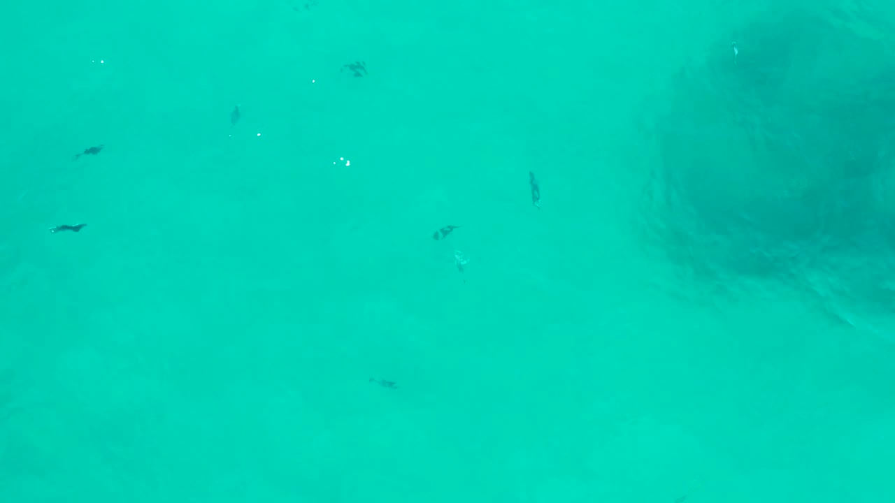 Several small fish appear in clear turquoise water with a large darker rock or coral form visible on the right in San Jose del Cabo, with no visible people.