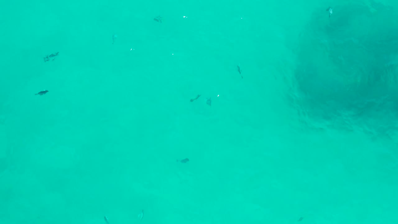 Turquoise water with scattered small fish and rock edge