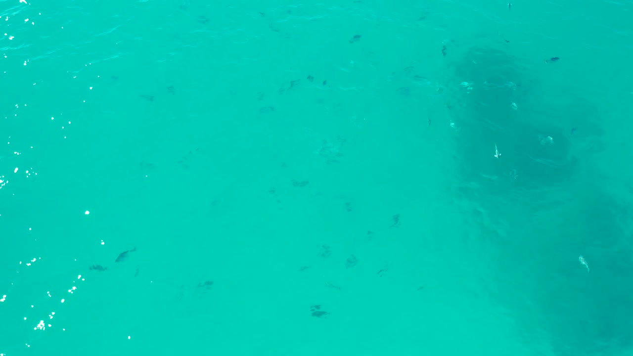 Small fish appear across clear turquoise water in San Jose del Cabo as the submerged structure remains centered in the background, with no visible people.