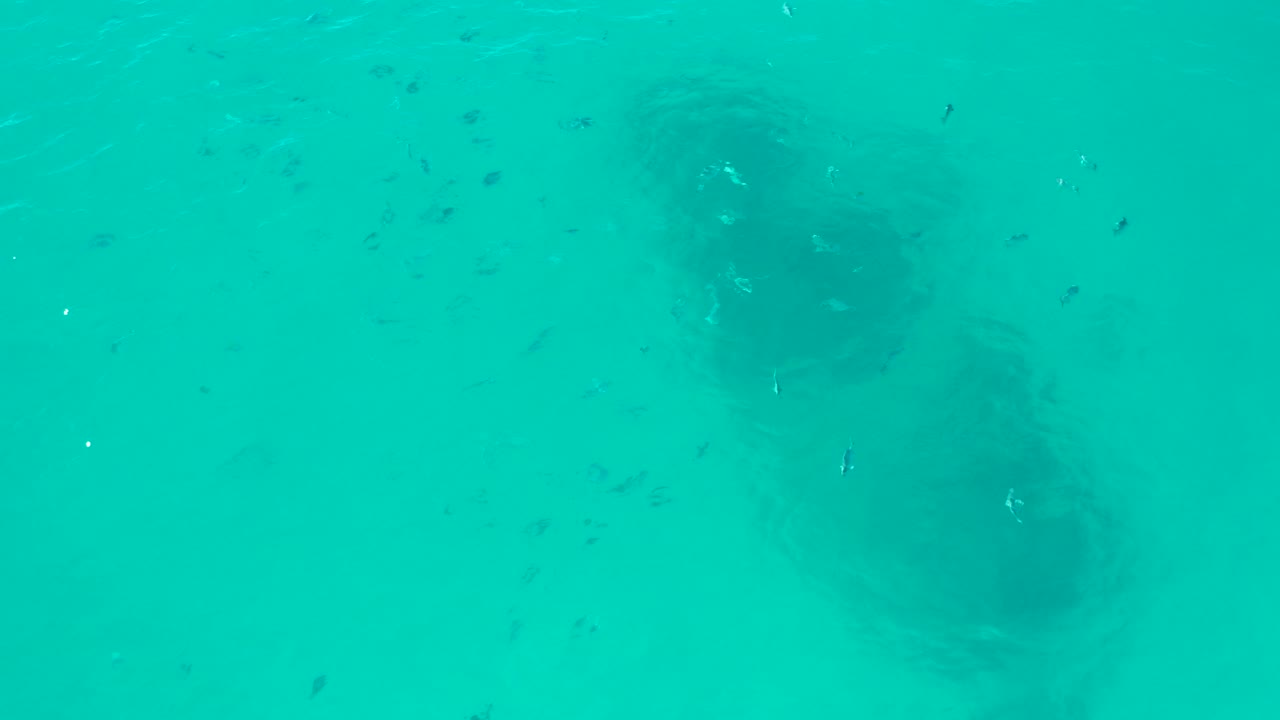 Overhead view of clear turquoise shallow ocean water in San Jose Del Cabo with scattered small fish, muted seabed patches below, and no visible people.