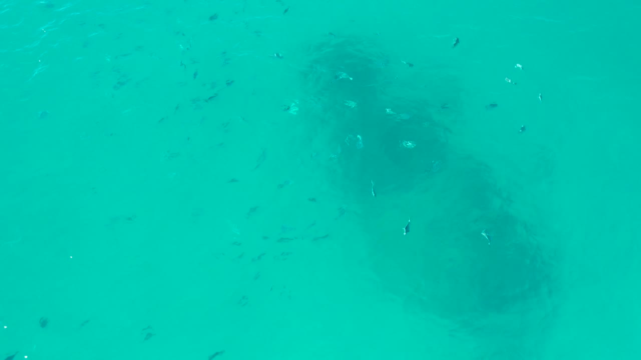 Top-down San Jose Del Cabo ocean frame with turquoise water, scattered small fish, faint bright surface reflections, and no visible people or shoreline.