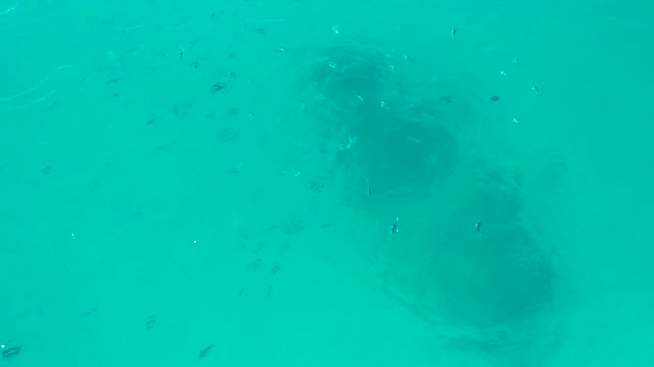 Shallow turquoise ocean water in San Jose Del Cabo contains tiny fish near darker underwater forms, with the frame filled only by water and no visible people.