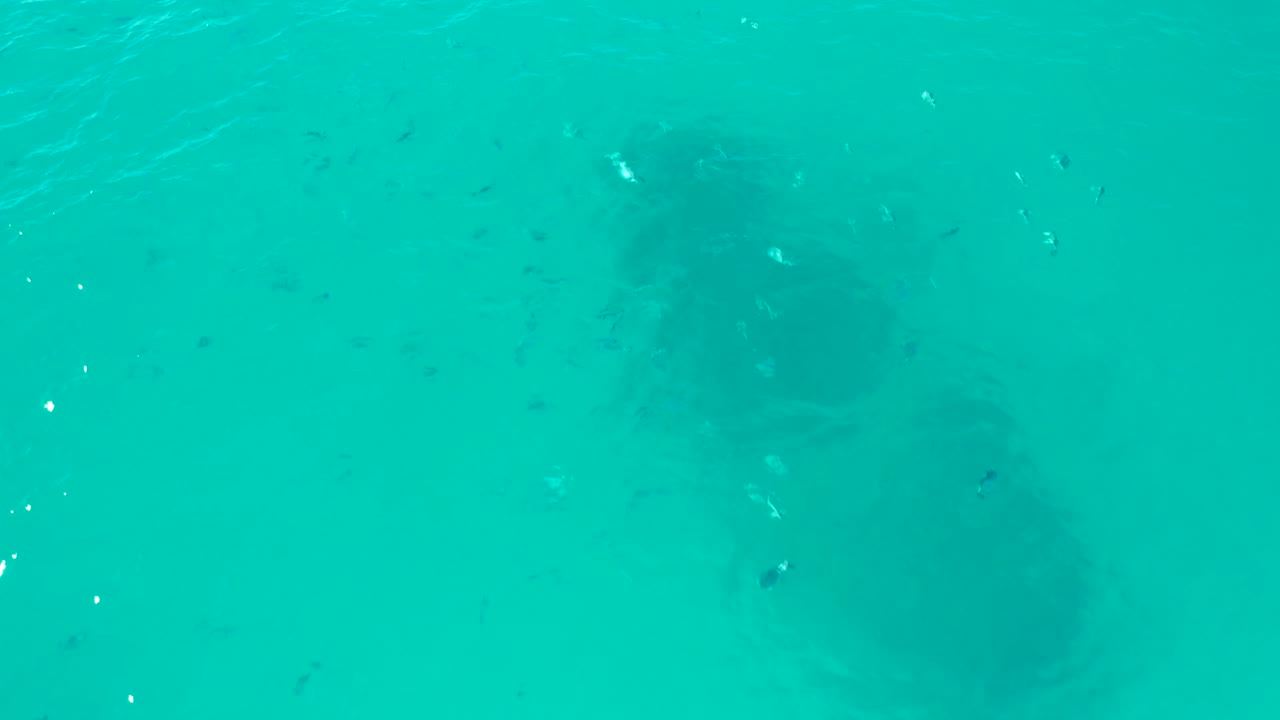 At 0:01 in San Jose Del Cabo, the submerged structure remains centered under turquoise water while fish appear more dispersed across the frame, with no visible people.