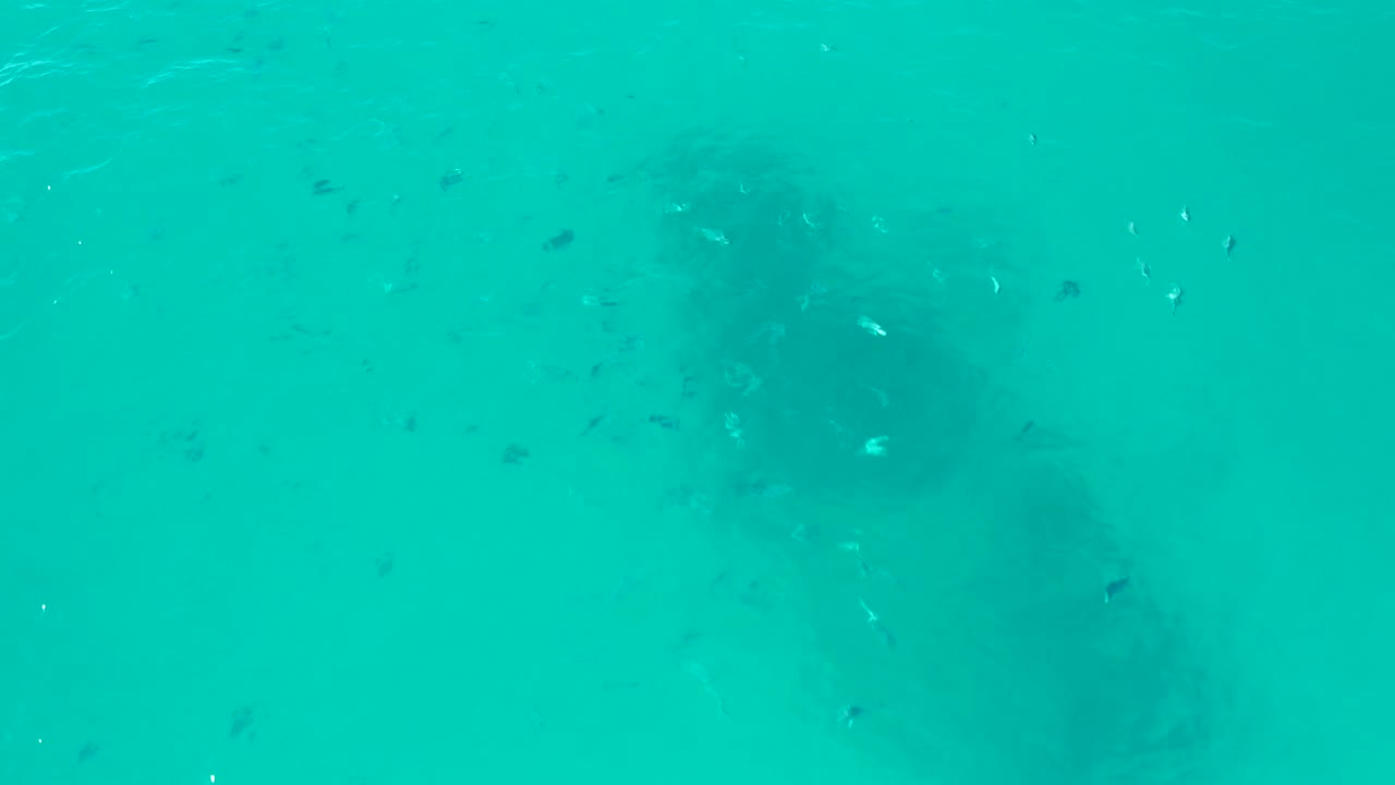 At 0:02 in San Jose Del Cabo, blue-green water reveals a large dark underwater shape and scattered fish, with faint ripples and no visible people.