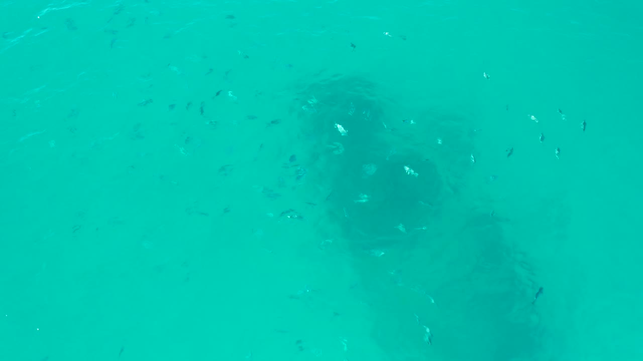 At 0:03 in San Jose Del Cabo, a dark submerged mass sits lower in the frame as small fish pass through the surrounding turquoise water, with no visible people.
