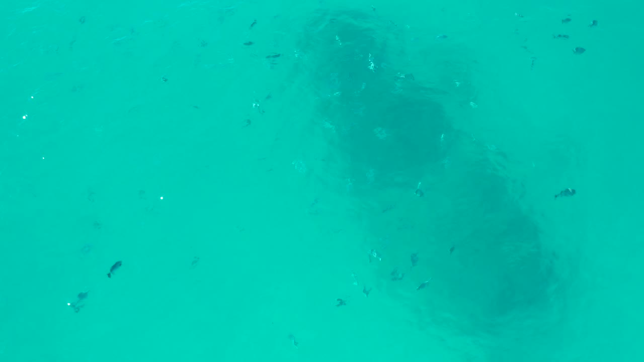 The mid-clip frame keeps the dark shipwreck form under blue-green water in San Jose del Cabo, with a few small fish visible against the lighter sandy-looking bottom and no visible people.