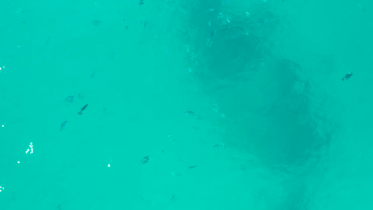 Sea turtle under turquoise water with small fish nearby.