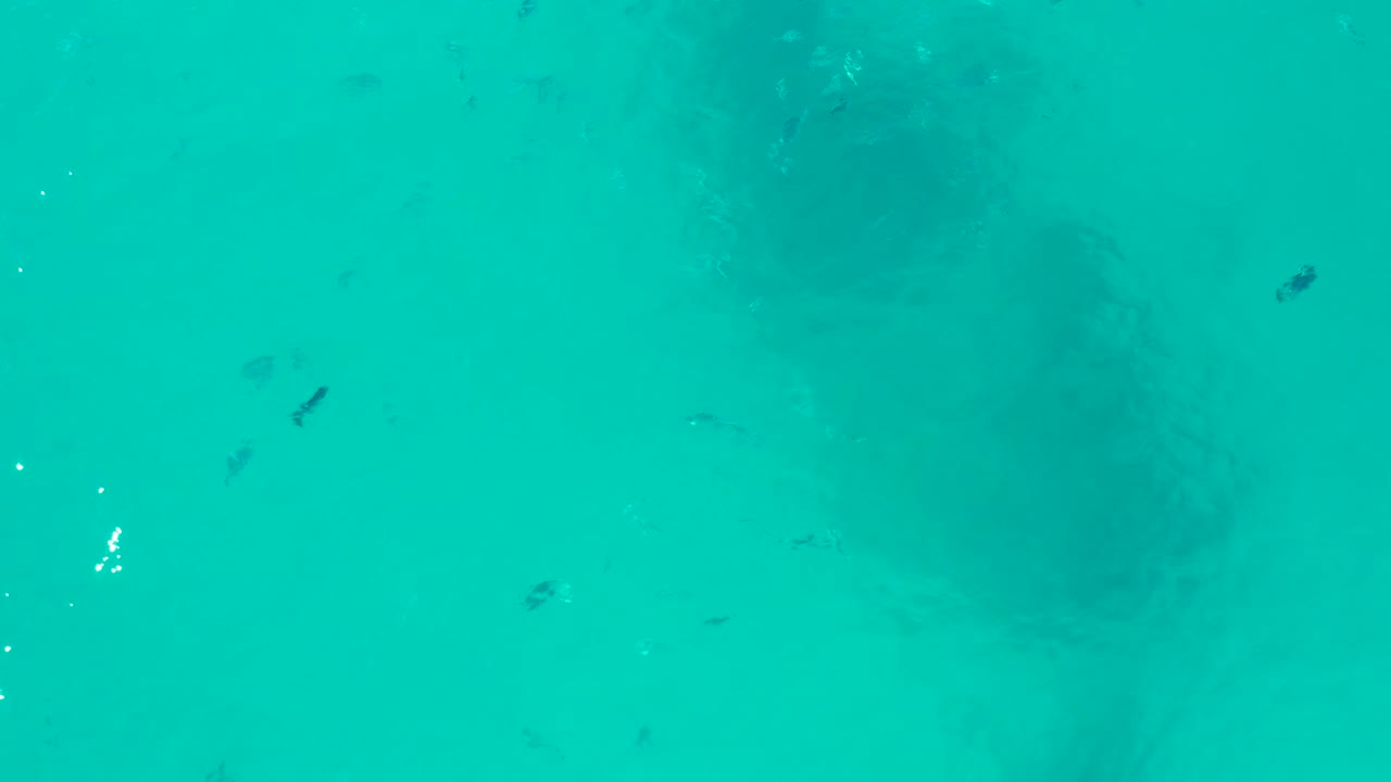 A darker turtle silhouette sits below the surface in clear turquoise water, with pale ocean floor visible and no visible people.