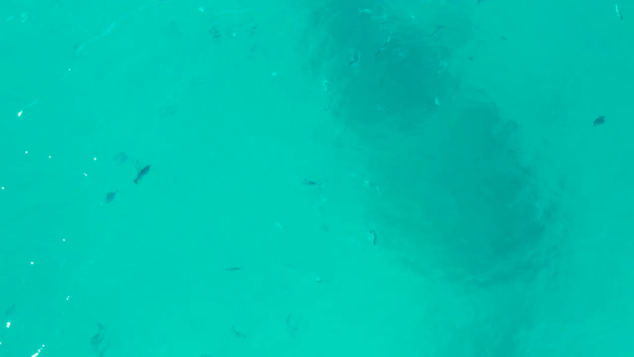 The sea turtle remains below the turquoise surface while several small fish appear around the center of the frame in San Jose Del Cabo, with no visible people.