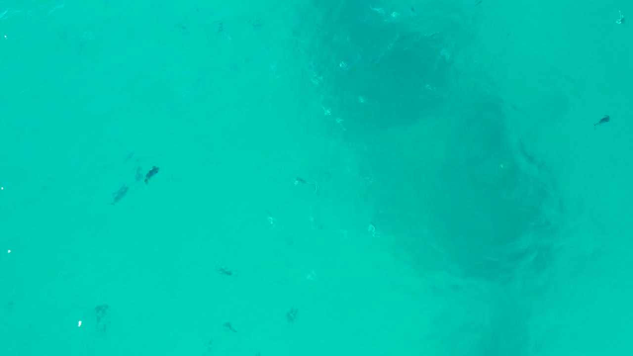 A turtle-shaped shadow sits under shallow-looking turquoise water, with scattered small fish and bright white water highlights, and no visible people.