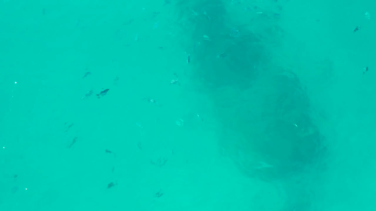 A dark underwater shape remains visible through turquoise San Jose del Cabo water, with fish scattered more toward the upper left and no visible people.