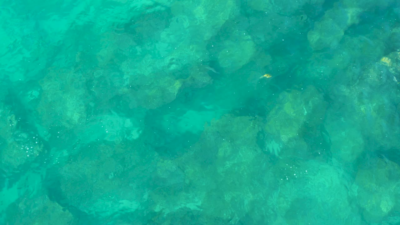 Clear turquoise water over a rocky seabed in San Jose Del Cabo, with a small yellow fish near the upper right and no visible people.