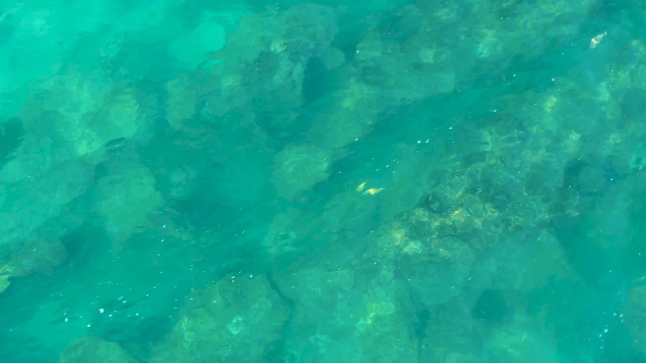 Top-down San Jose del Cabo water view with a small pale fish near the center-right, scattered white bubbles or specks, and rocky seabed below, with no visible people.