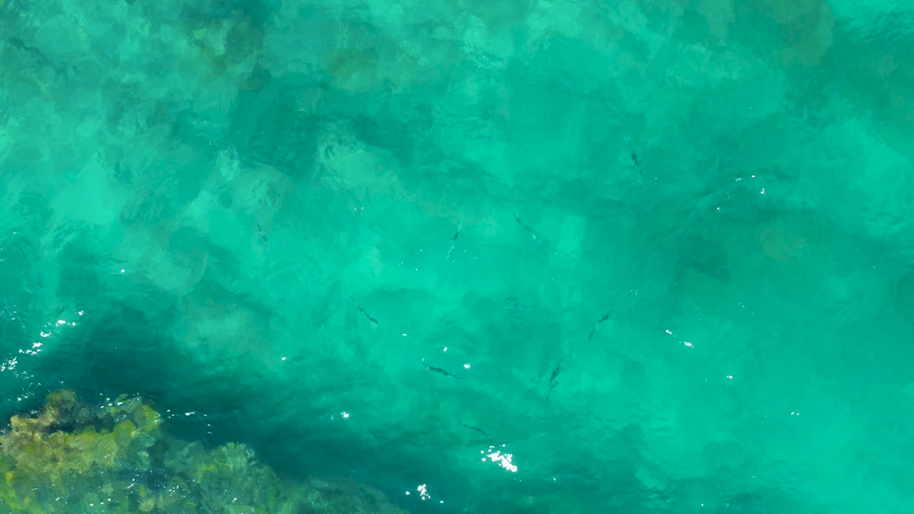 Straight-down view of East Cape shallow water over a pale ocean floor, with a darker rocky corner at lower left, small fish in mid-frame, and no visible people.