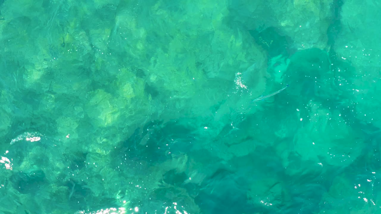 Clear East Cape water seen from above, with pale underwater rocks, scattered small fish shapes, gentle ripples, and no visible people.