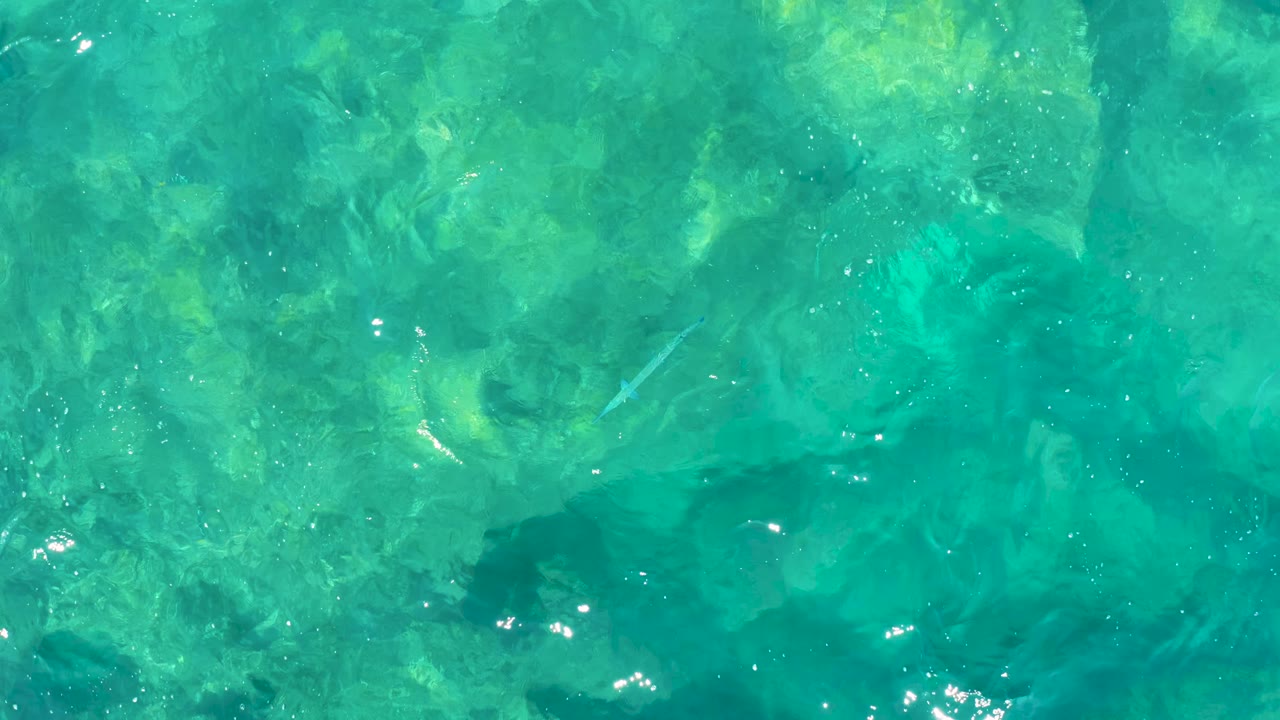 Overhead frame of blue-green sea in Baja California Sur, with small pale fish shapes crossing above darker seabed areas and no visible people.