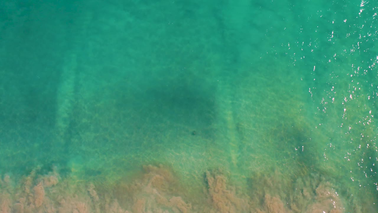 A small dark marine creature is visible in the shallow turquoise water near the rocky seabed in San Jose Del Cabo, with no visible people.