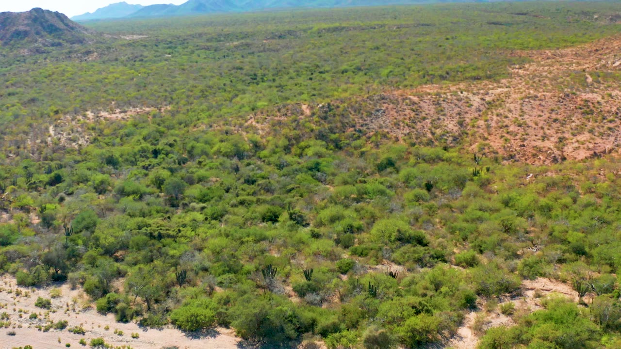 Aerial view of green shrubs, sandy terrain, and distant mountains.