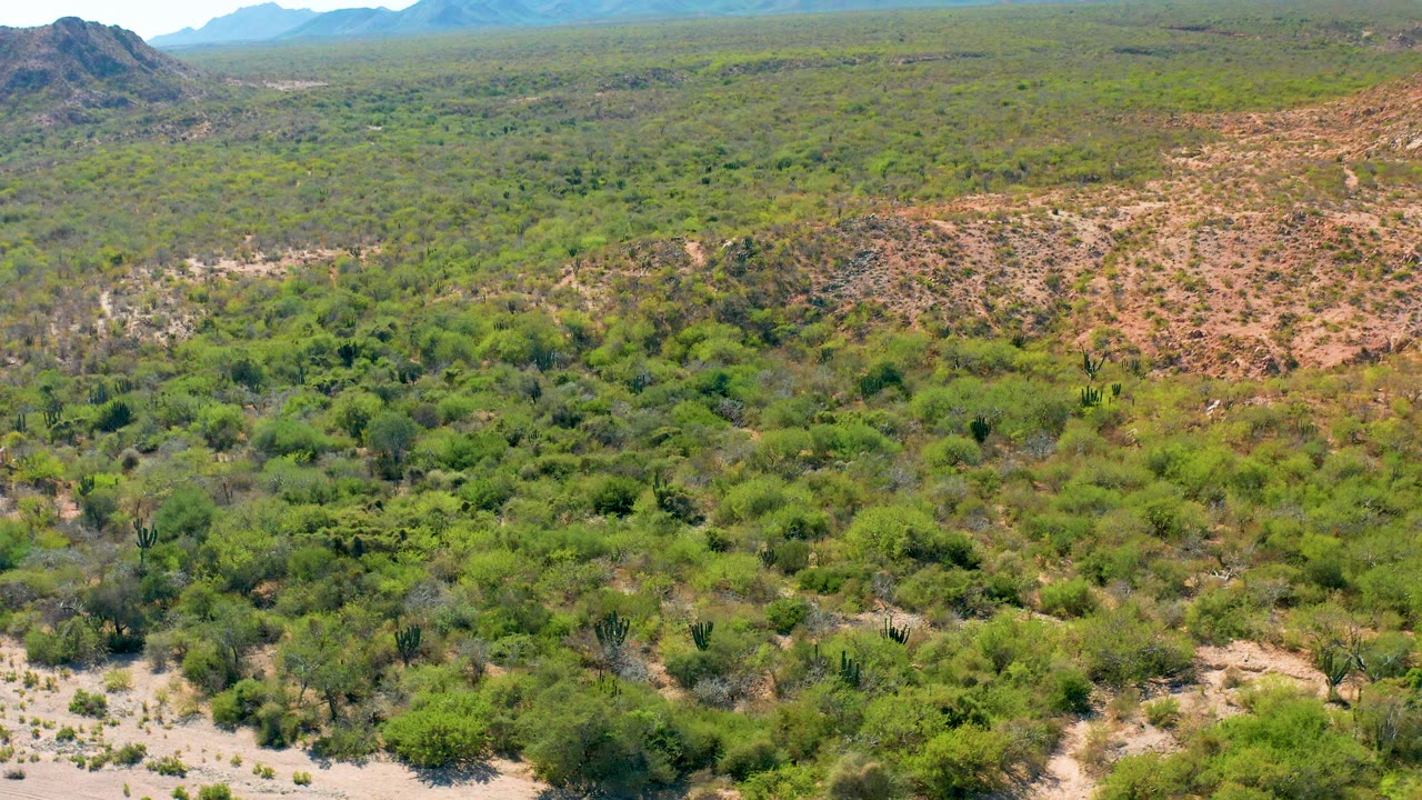 The frame looks across Cabo Pulmo's semi-arid shrubland toward a long mountain range, with sandy washes and rocky patches visible through the green cover and no visible people.