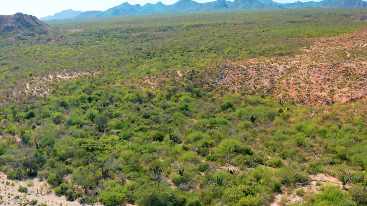 Aerial footage over Cabo Pulmo shows thick foreground bushes, mottled green and tan desert terrain, a rocky rise on the right, and soft blue ridgelines in the distance with no visible people.