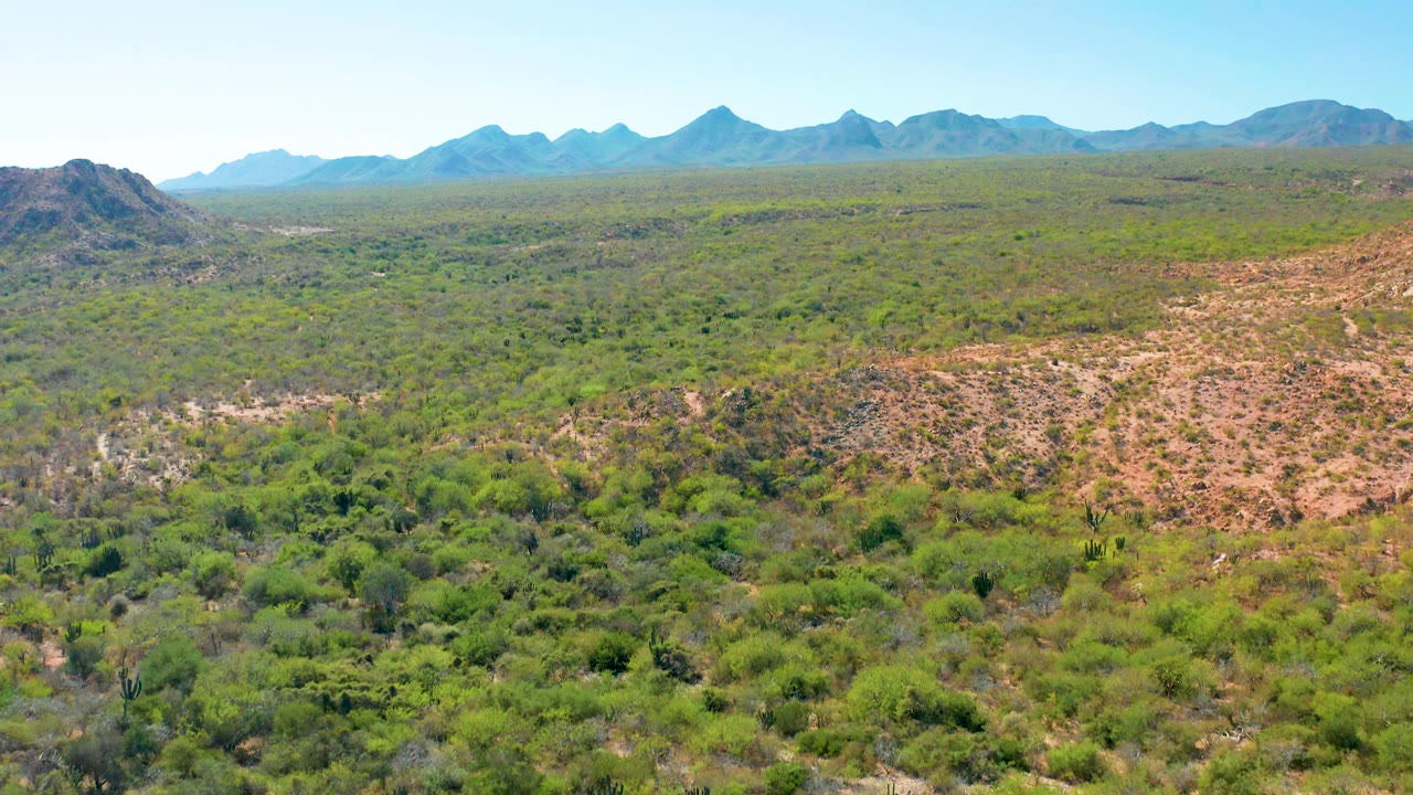 Elevated Cabo Pulmo view with a rocky hill edge at left, dense green vegetation across the valley floor, distant mountain peaks, clear sky, and no visible people.