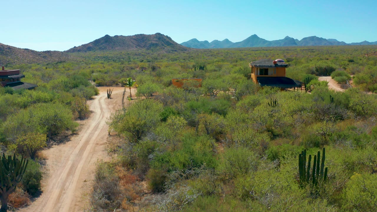 Aerial frame in Cabo Pulmo, Baja California Sur showing a pale dirt road through dense desert vegetation, tall cacti, small structures near both edges, distant mountains, and no visible people.
