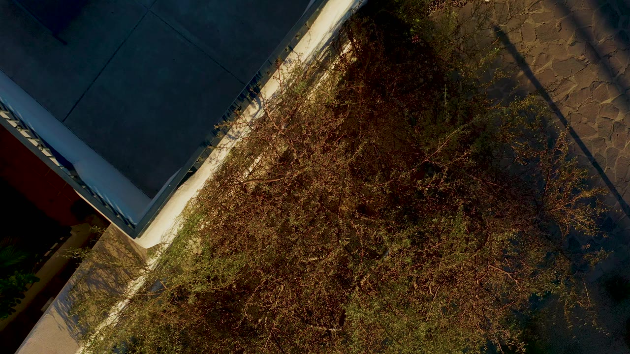 Closer aerial view of dense branches beside a roofline.