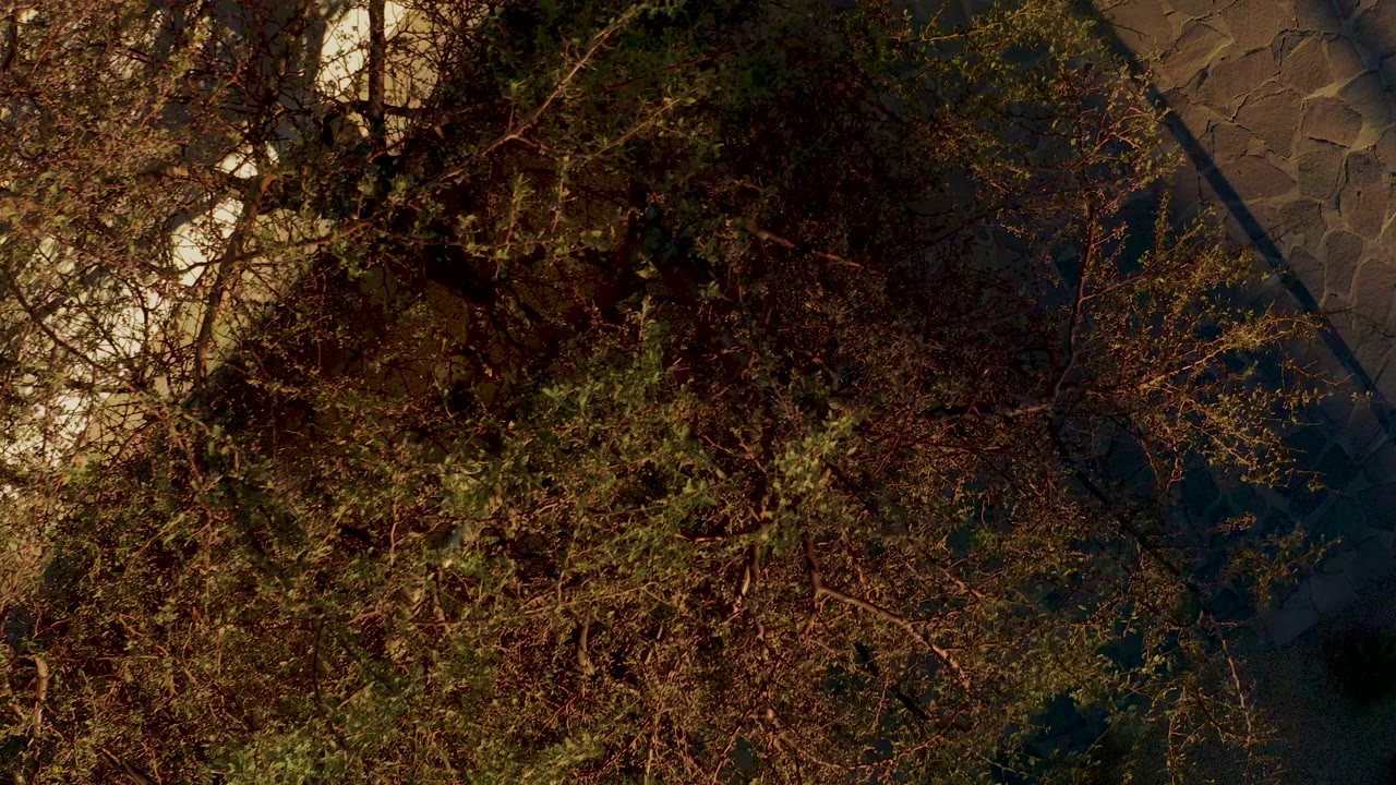 Overhead view in Loreto, Baja California Sur, Mexico, showing dense trees, a white wall edge, stone paving, and no visible people at the start of the clip.