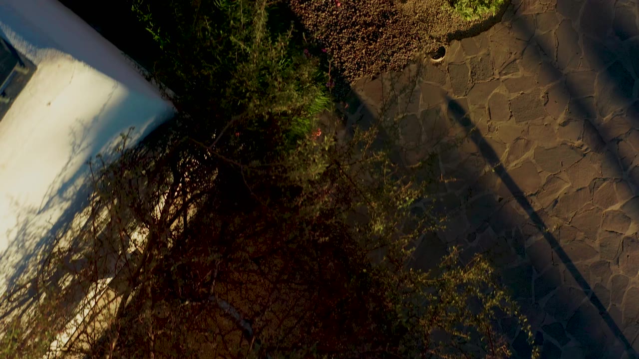White building edge, tree canopy, stone path, and garden bed from above.