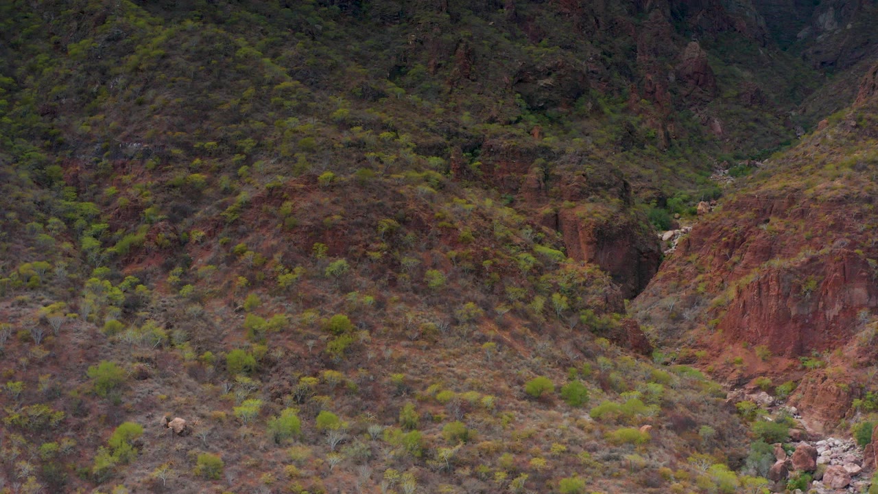 Puerto Escondido, Baja California Sur rocky hillside with scattered green shrubs, a small sheep near the lower left slope, reddish rock gullies, and no visible people.