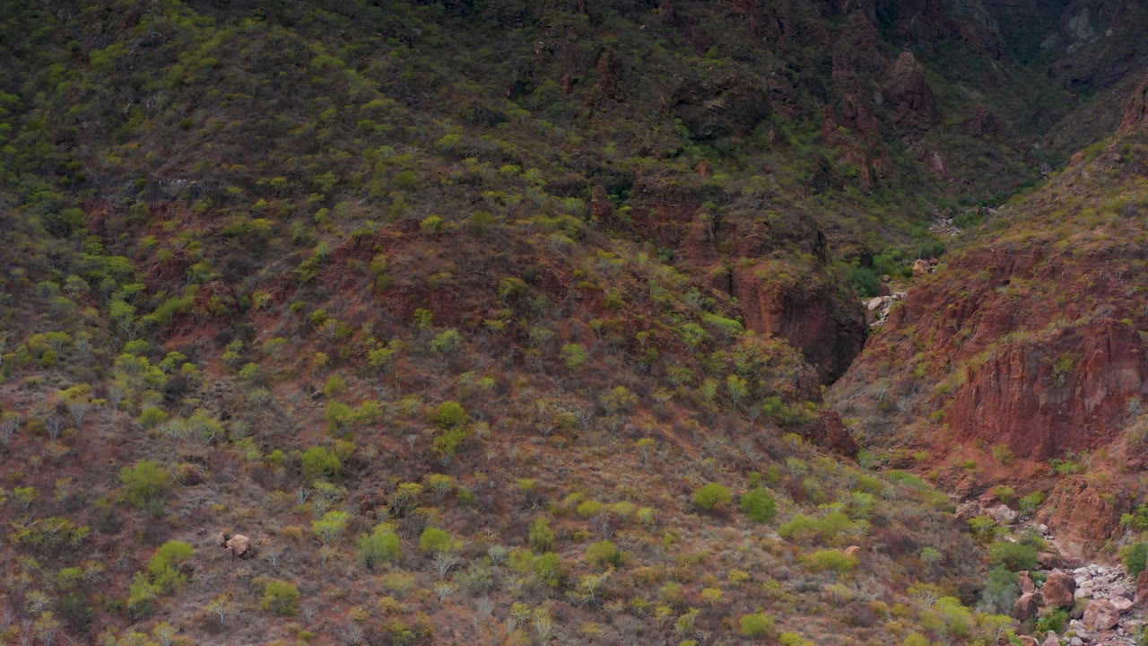 The sheep remains visible on the lower hillside of Puerto Escondido, Baja California Sur, framed by dry brown ground, scattered shrubs, red rock formations, and no visible people.