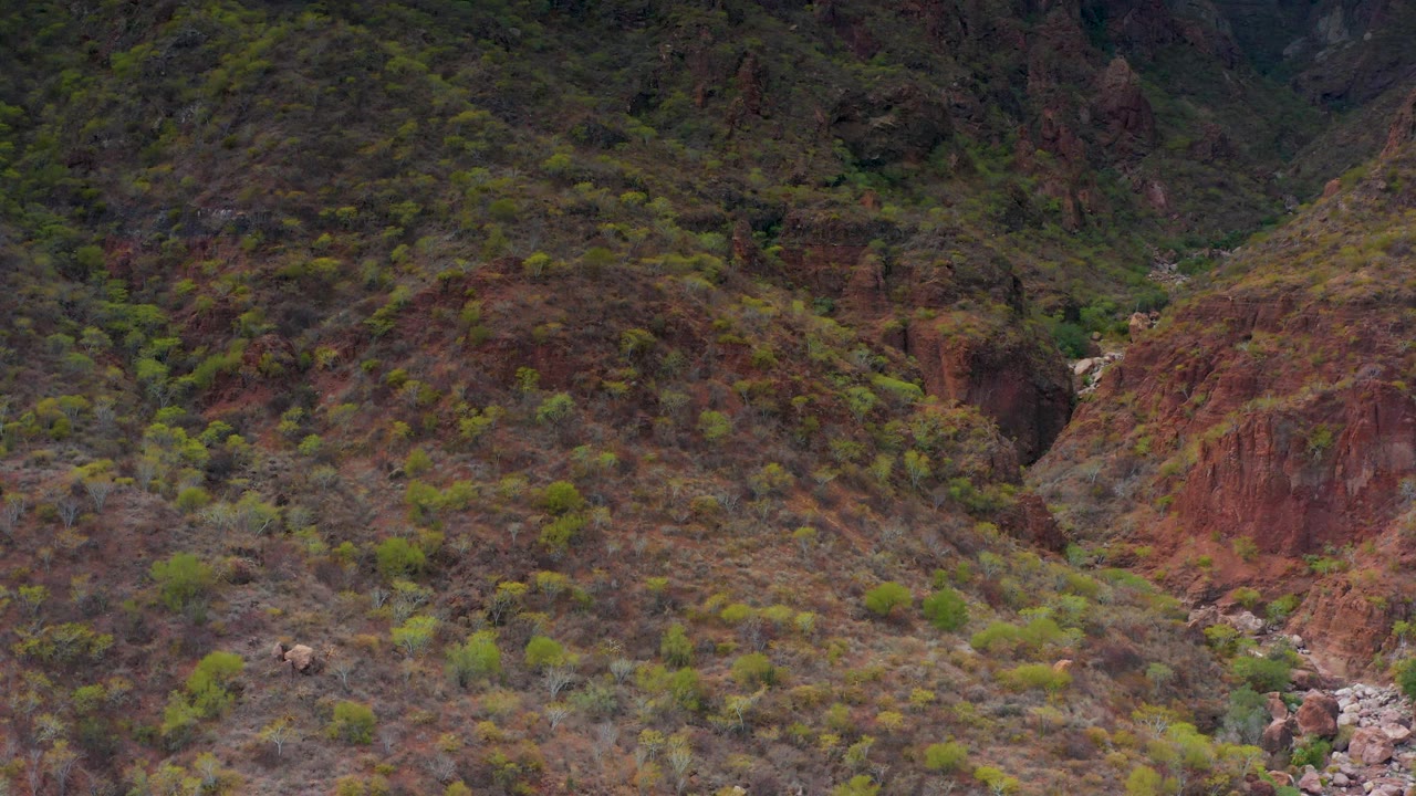 Dry mountain valley slope with sheep and scattered shrubs.