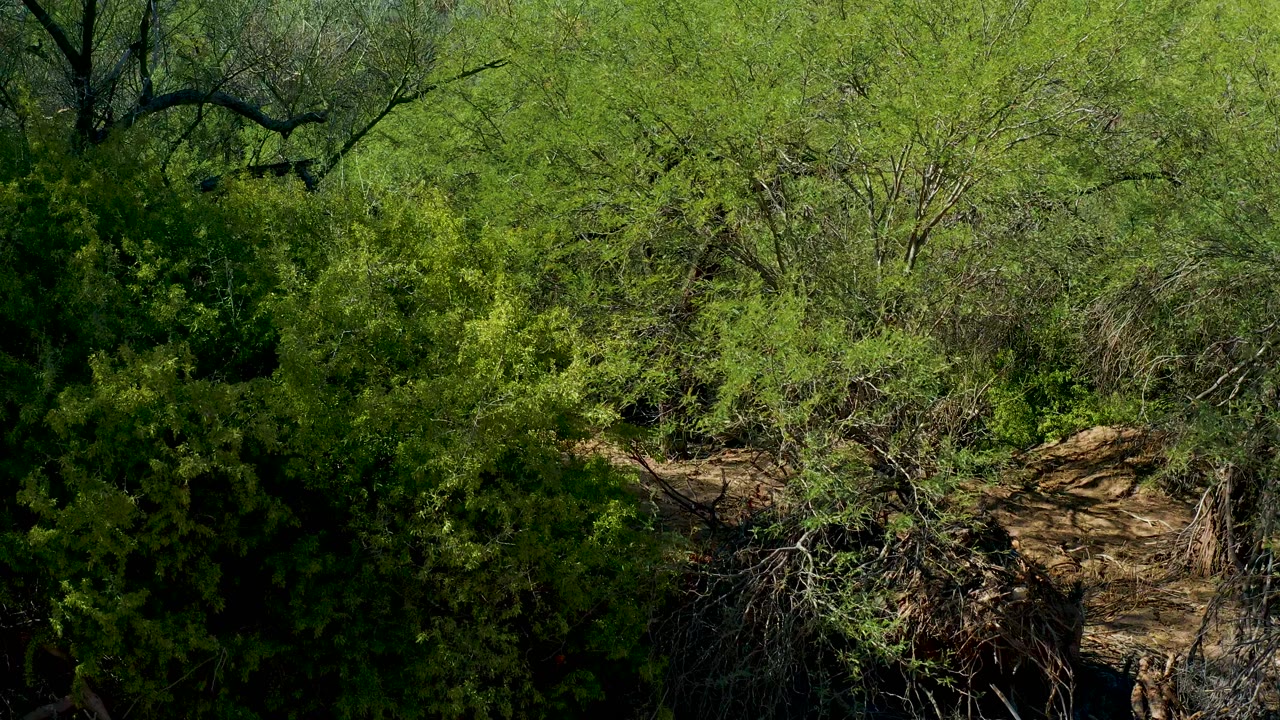 Dense San Javier vegetation fills the frame, with pale bare branches and a tan fallen log cutting across the forest floor, no visible people.