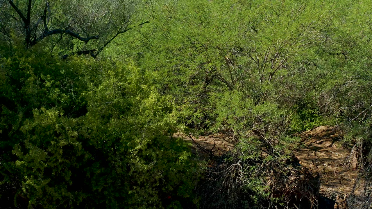 Green foliage and thin branches occupy the San Javier frame, with darker tree limbs near the top edge and no visible people.