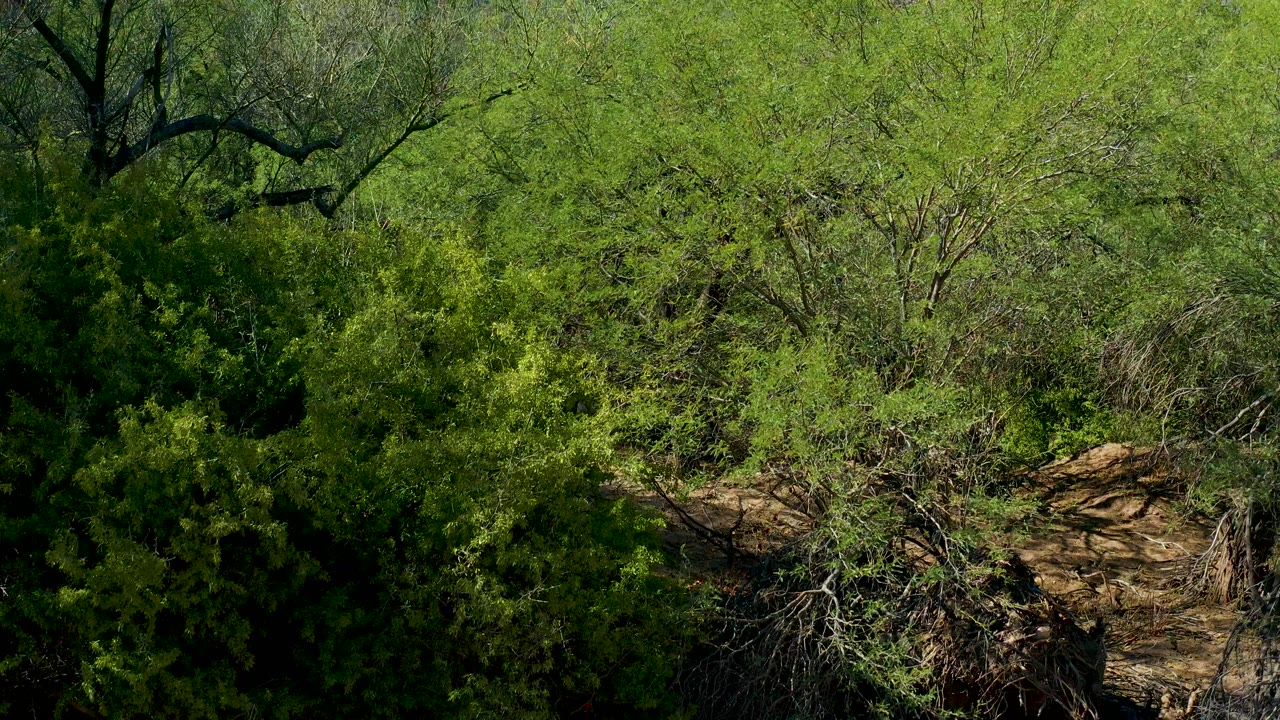 A high-angle San Javier forest view shows dense green brush, tangled pale branches, and a fallen log on dry ground, with no visible people.